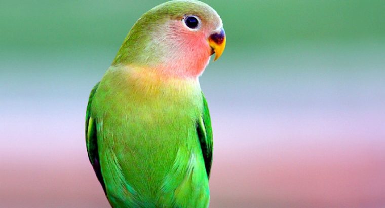 Beautiful Parrot